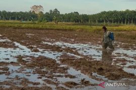 Banyak jadi lahan sawit, Distan Mukomuko larang alih fungsi sawah