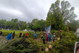 15 pohon tumbang akibat cuaca ekstrem di Mataram