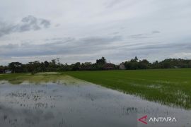 Dinas Pertanian Kudus ajukan klaim asuransi 282,66 ha padi puso