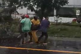 Seorang anggota Polres Lombok Timur tertimpa pohon tumbang saat melintas dijalan negara