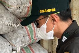 Badan Karantina periksa 333 ton kopra asal Maluku Utara