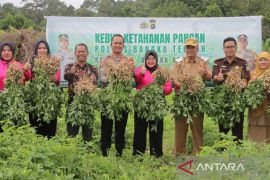Polres Bangka Tengah panen kacang tanah dukung ketahanan pangan