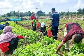 Farm Estate PT Timah Bangka Barat ciptakan lapangan kerja bagi warga