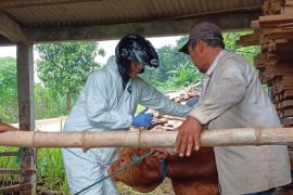 Pemkot Kediri intensif vaksinasi hewan ternak antisipasi PMK