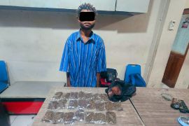 Polres Kota Jayapura gagalkan transaksi jual beli 12 paket ganja