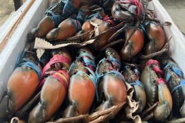 Karantina: pengiriman hasil ikan dari Merauke sesuai prosedur