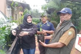 DKP bagikan 2.000 bibit cabai pada warga yang berbelanja di GPM