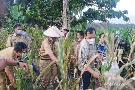 TNI AD panen jagung  di lahan 102 hektare
