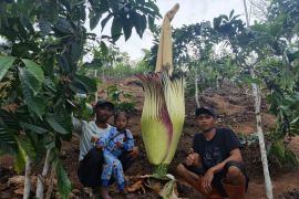 Bunga Bangkai setinggi 1,5 meter tumbuh dan mekar di Rejang Lebong Bengkulu