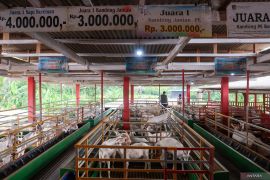 Peternakan kambing perah