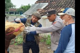 Pemkab Lumajang terima 34.500 dosis vaksin PMK