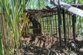 Seekor beruang madu muncul di pemukiman warga di Agam