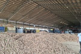 BUMD dapat jadi offtaker ubi kayu untuk jaga stabilitas harga