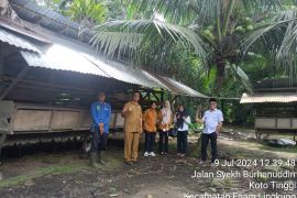 Populasi sapi di Padang Pariaman pada 2024 meningkat jadi 42,6 ribu ekor