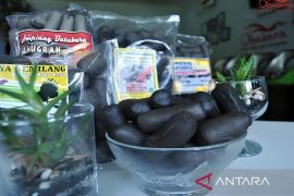 Diskop UKM Kutim jadikan amplang batubara sebagai cemilan khas