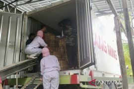 South Kalimantan Quarantine examines 12.6 tons frozen shrimp export to Japan