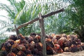 Produksi PKE dari Jambi memenuhi syarat ekspor