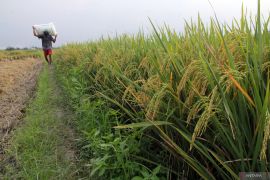 Indonesia reaffirms rice import ban after illegal shipment found