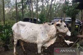 Dinas PK sebut 30 sapi terjangkit PMK di Riau sudah sembuh