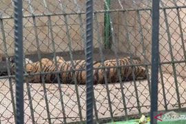 UPTD Taman Rimba Jambi pastikan kondisi harimau tua dalam keadaan sehat