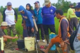 Sulbar kendalikan tanaman padi diserang wereng hijau