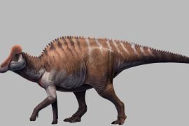 Fosil dinosaurus Lambeosaurinae ditemukan di China Selatan