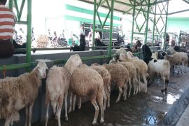 Dinas Pertanian Kulon Progo mewajibkan hewan ternak disertai SKKH