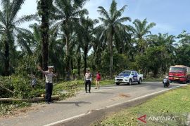 Polres Mukomuko atur lalu lintas jalan tertutup pohon tumbang