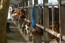 Pedagang keluhkan harga jual sapi turun akibat dampak PMK