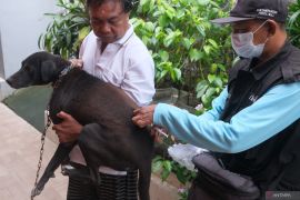 Pemkot Denpasar gelar vaksinasi rabies tahun 2025