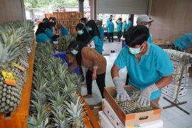 Kediri ekspor nanas ke Uni Emirat Arab