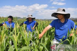 Studi: Unsur tanah jarang dan biomineralisasi ditemukan pada tumbuhan