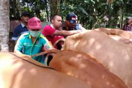 Realisasi IB Padang Pariaman 2024 turun jadi 12 ribu dosis