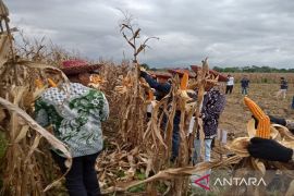 Tanah Bumbu's corn self-sufficiency supported by PT BIB