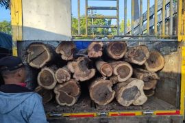 Polhut Madiun amankan 11 gelondong kayu hasil pencurian di hutan jati