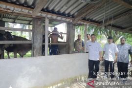 Populasi kerbau di Padang Pariaman menurun