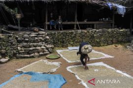 Jelang panen raya masyarakat adat Suku Badui