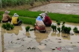 Mukomuko usulkan pembangunan irigasi untuk 1.000 hektare sawah