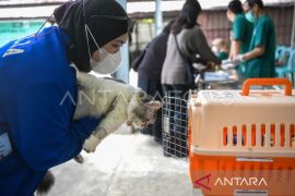 Dinkes Kaltim catat 353 kasus  terkena gigitan hewan penular rabies