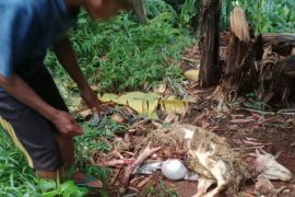 Serangan Ajag di Kuningan, Dua Kambing Terluka Parah