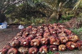 TBS Kaltim periode awal Februari turun harga