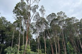 Sabtu terakhir bulan Januari, cuaca Kepri diprakirakan cerah berawan