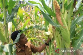 DPMG Aceh dorong BUMG optimalkan dana desa untuk swasembada pangan