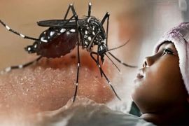 Lampung perkuat pemantauan demam berdarah