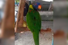 BKSDA Maluku amankan satwa lindung Nuri Perkici dari penumpang kapal feri