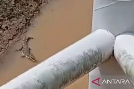 BKSDA Jambi imbau warga waspadai buaya di Sungai Batanghari