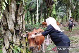 Pemprov Bengkulu terima 10.650 dosis vaksin PMK