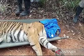 Petugas evakuasi Harimau Sumatera yang masuk kandang jebak di Lampung