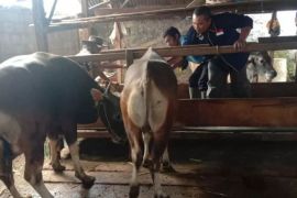 Dinas Pertanian Bangka Tengah periksa kesehatan hewan