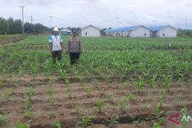 Polres Bangka Tengah tanam jagung dukung program ketahanan pangan
